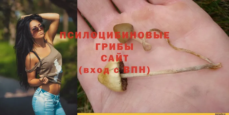 Псилоцибиновые грибы Psilocybe  Кораблино 